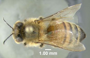 Media type: image;   Entomology 605588 Aspect: habitus dorsal view